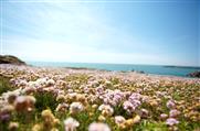 Faune et flore île d'Yeu - Hôtel des Voyageurs, hôtel de charme avec chambres vue mer sur le Port Joinville - Ile d'yeu - Vendée
